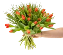 Bouquet of red tulips